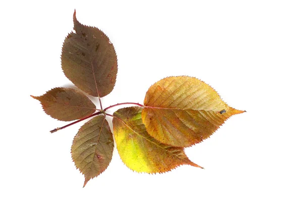 배경에 가을철 잎이나 — 스톡 사진
