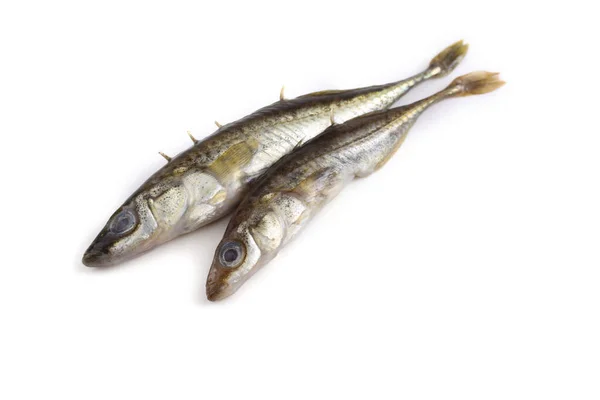 Stickleback Vis Geïsoleerd Wit — Stockfoto