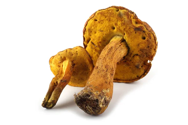 Boletus Ferrugineus Xerocomus Spadiceus Rugiboletus Extremiorientalis Paddenstoelen Deliciteit — Stockfoto