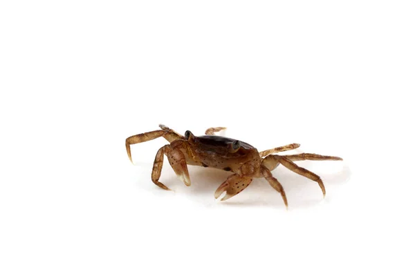 Kleine Krab Geïsoleerd Wit — Stockfoto