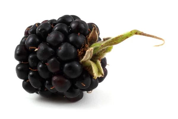 Blackberry Белом Фоне — стоковое фото