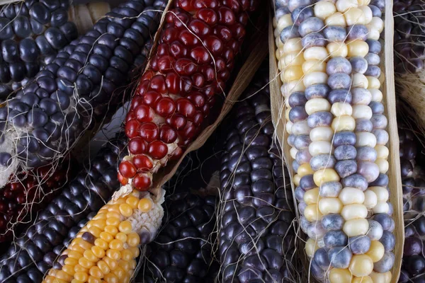 Warna Jagung Yang Tidak Biasa Jagung Aztec — Stok Foto