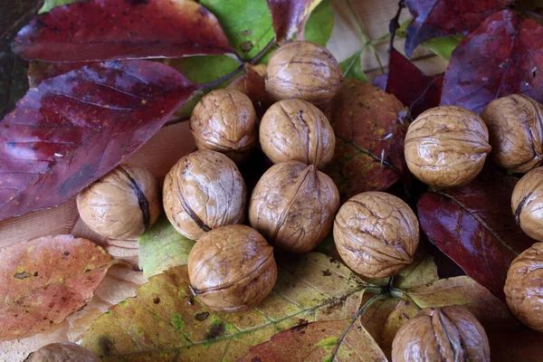 テーブルの上のクルミと紅葉 — ストック写真