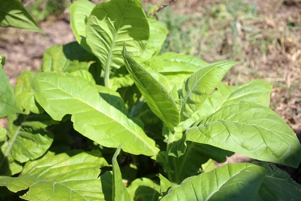 Growing Tobacco Plants Farm — Stock Photo, Image