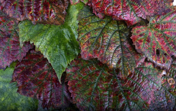 Herbst Trauben Blätter Hintergrund — Stockfoto