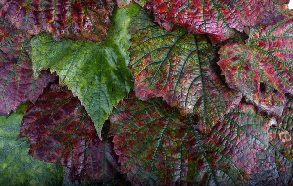 Otoño Hojas Uva Fondo — Foto de Stock