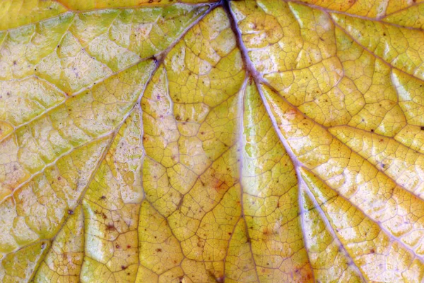 Hösten Lämnar Makro Skott Texturerad Bakgrund — Stockfoto