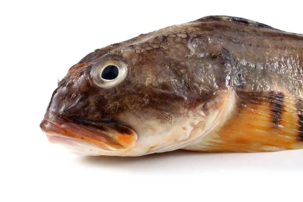 Goby Fisk Isolerad Vitt — Stockfoto