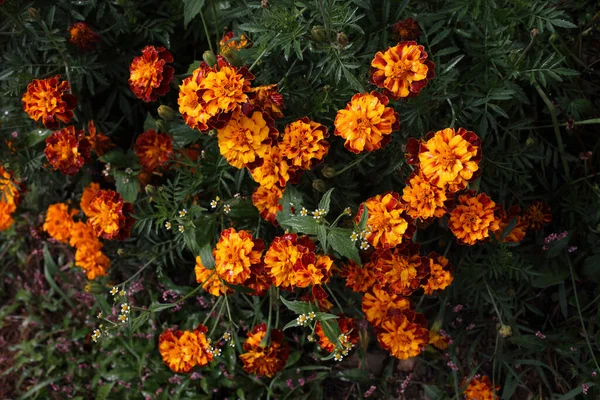 Marigolets Poussant Dans Jardin Fond Fleur — Photo