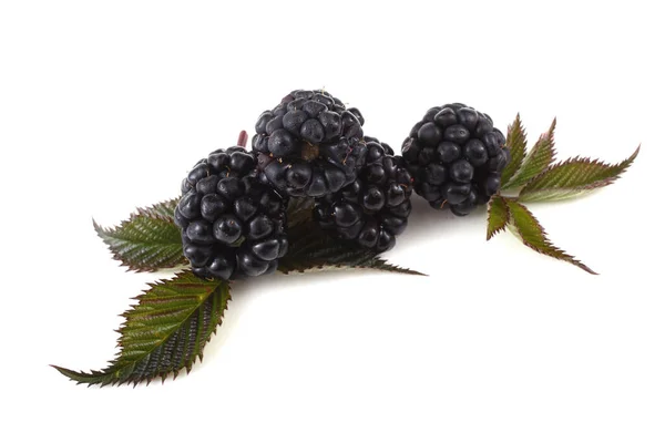 stock image ripe blackberry with green leaves on white background