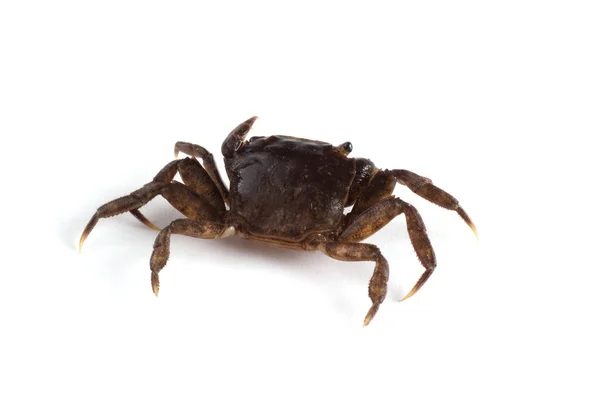 Kleine Krab Geïsoleerd Witte Achtergrond — Stockfoto