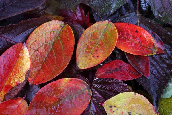 Nahaufnahme Von Abgefallenen Herbstblättern — Stockfoto