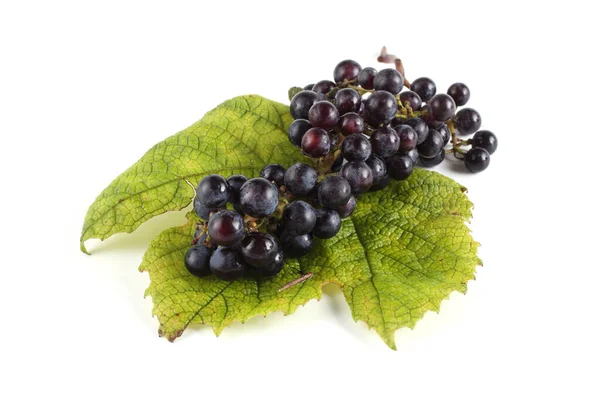 Grape Autumn Leaf Wine Grape Variety Red Wine — Stock Photo, Image