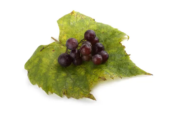 Grape Autumn Leaf Wine Grape Variety Red Wine — Stock Photo, Image