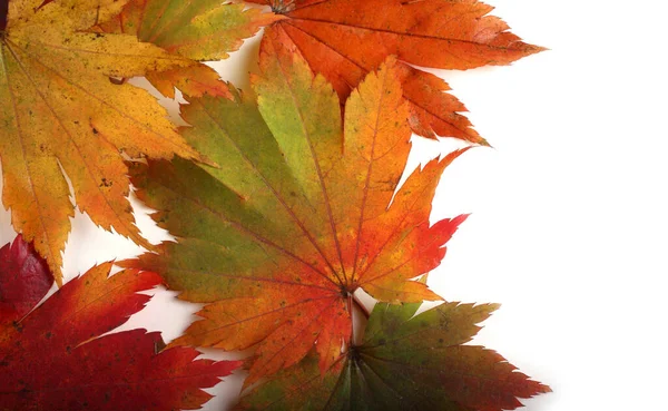 Close Fallen Autumn Leaves Royalty Free Stock Photos