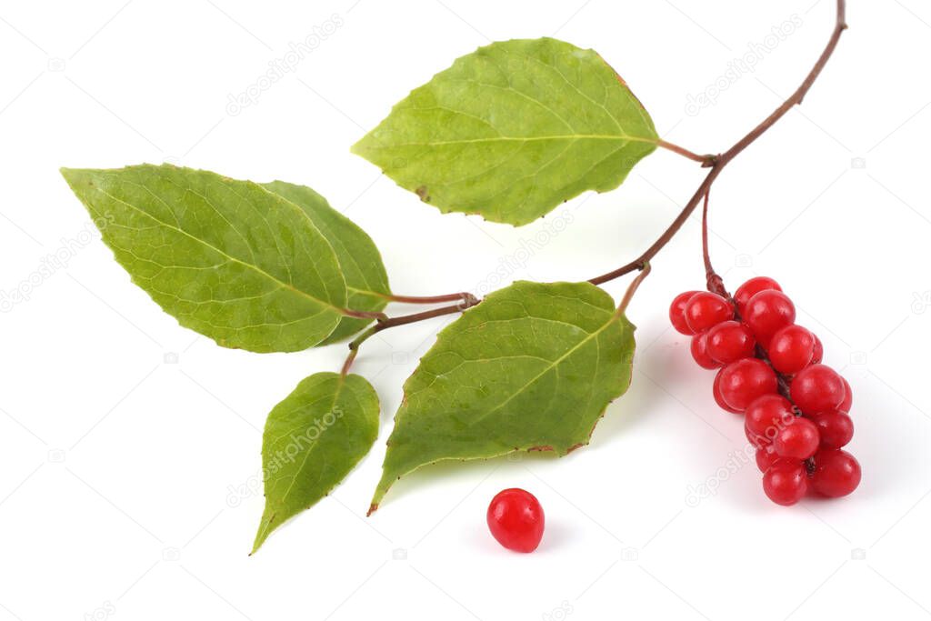 Schisandra chinensis branch with berries