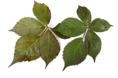 Blackberry 'nin sonbahar yaprakları beyaz arkaplanda