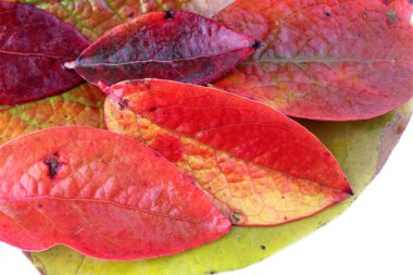 Beyaz arkaplanda yaban mersininin sonbahar yaprakları