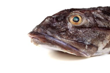 Goby balık portresi beyaz üzerinde izole (sade heykel, Myoxocephalus jaok)