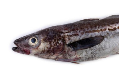 Beyaz arkaplanda Pollock