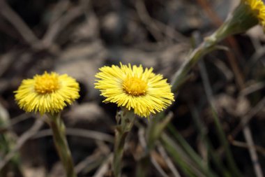 Büyüyen coltsfoot (Tussilago farfara)