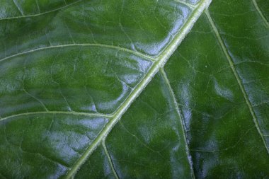 Yeşil tütün yaprağı arka planı