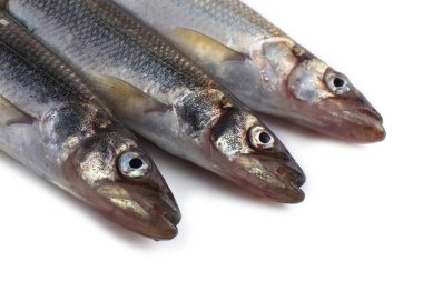 Gökkuşağı eritilmiş (Osmerus mordax) beyaz üzerine izole edilmiş
