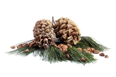 Çam fıstığı beyaza izole edilmiş.