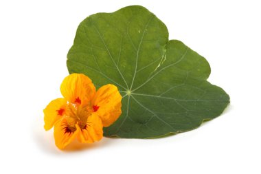 Çiçek açan muhteşem çiçeğe yaklaş