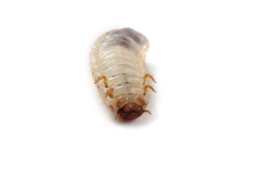 Yeşil gül chafer larvası. Yararlı bir böcek. Larvalar toprağı geliştirir (geri dönüşüm organikleri)