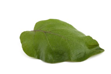 beyaz arkaplanda yeşil yapraklar izole