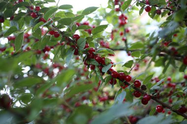Nanking kirazı yetiştiriyorum. Uzak Doğu lezzeti