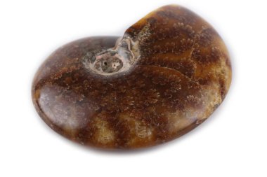 Beyaz üzerine izole edilmiş ammonit