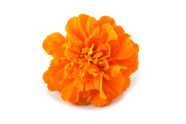 Marigold çiçeği beyaz arkaplanda izole edilmiş.