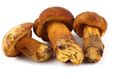 Boletus ferrugineus (Xerocomus spadiceus) mantarı. Hassasiyet