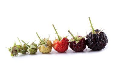 Siyah ahududu (Rubus occidentalis). Olgunluktan olgunluğa