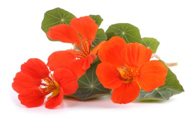 İnanılmaz çiçeklere yakın.