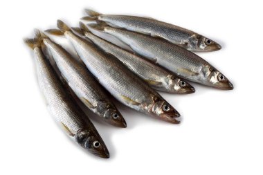 Gökkuşağı eritilmiş (Osmerus mordax) beyaz üzerine izole edilmiş