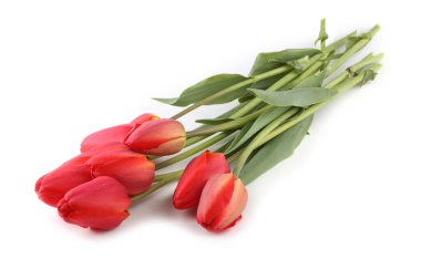 Beyaz arkaplanda kırmızı laleler izole edildi