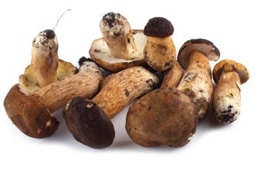 Kral Bolete beyaz üzerine izole