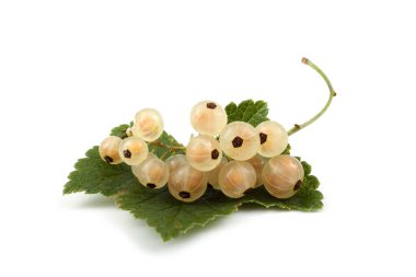 Olgun taze frenk üzümü hasadına yakın.