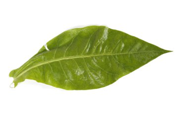 Tütün yaprağı beyaza izole edilmiş