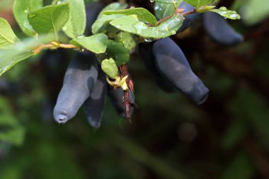 Böğürtlen yetiştiriyorum. Hassasiyet