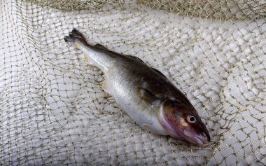 İnternette safran kodları