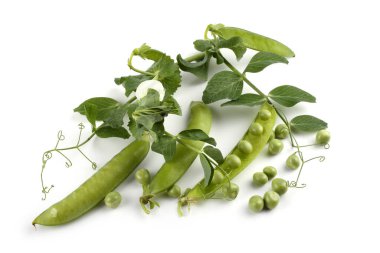 Bezelye kabukları ve dallar beyaz üzerine izole edilmiş