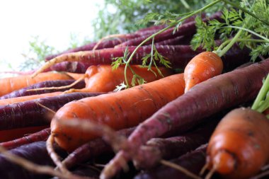 Havuç ve sıra dışı menekşe arkaplan havuçları
