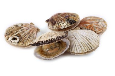 Beyaz arkaplanda deniz tarakları