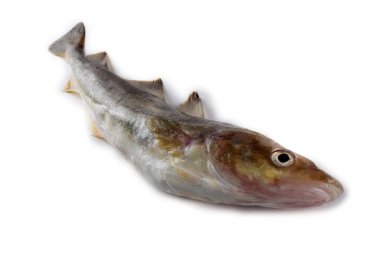 Safran morina balığı beyazda izole edilmiş.