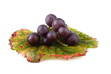 Sonbahar yaprağında siyah şarap üzümü