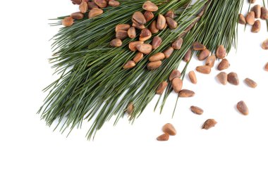 Çam fıstığı beyaza izole edilmiş.